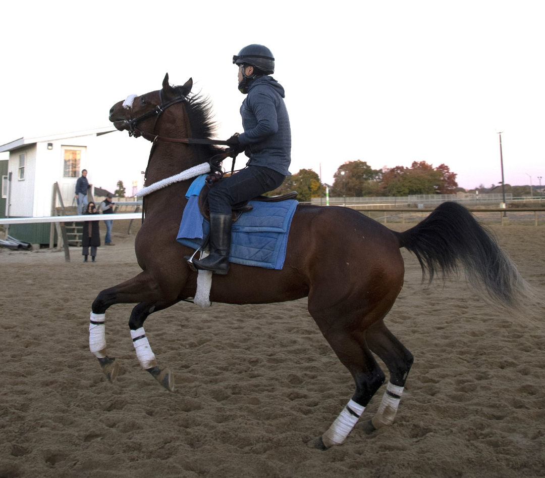 Breeders' Cup Juvenile Fillies Turf Joe Lee an ultraexperienced